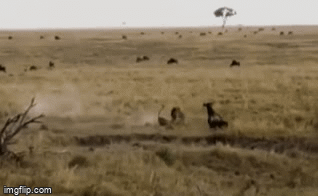 Video: Cố săn linh dương non, báo dính đòn đau, phải bỏ chạy không kịp ngoái đầu lại