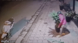 Video: Người phụ nữ thản nhiên dừng xe bê chậu cây để trên vỉa hè lúc đêm khuya