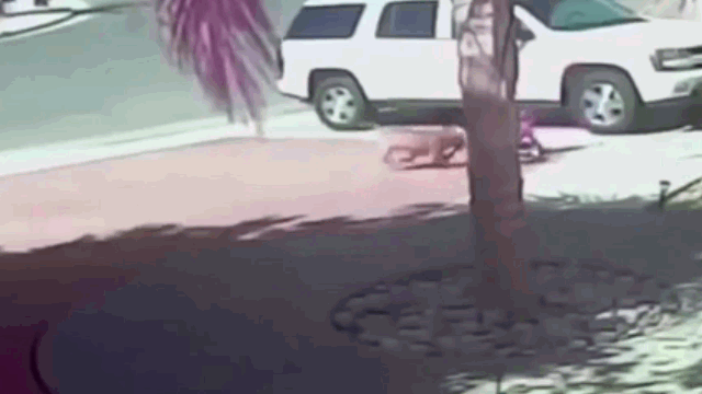 Video: Khoảnh khắc mèo đánh đuổi chó hoang cứu cậu chủ nhỏ gây sốt