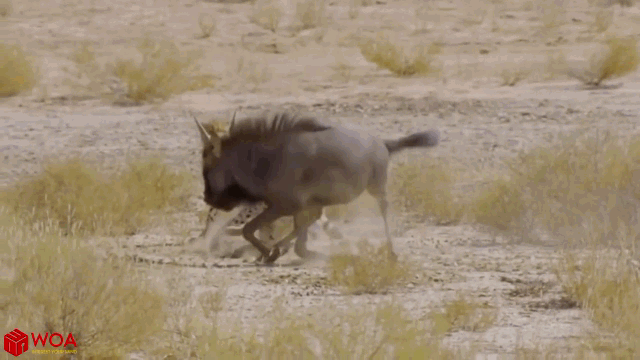 Video: Bị báo săn truy đuổi, linh dương quay lại 
