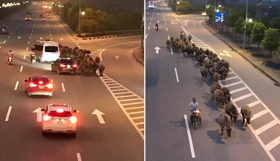 Bức xúc người đàn ông nghênh ngang dắt đàn trâu đi ngược chiều trên cao tốc ở Hà Nội