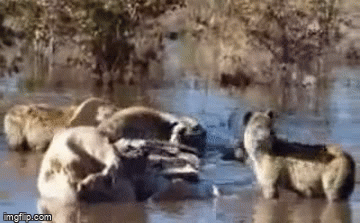 Video: Đang mở tiệc trên sông, linh cẩu bị sư tử đoạt mạng trong chớp mắt