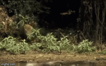 Video: Mất cảnh giác sau bữa ăn no, cá sấu bị kẻ thù đáng sợ tấn công chớp nhoáng