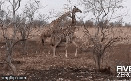 Video: Linh cảm thấy “sát khí” quá muộn, hươu cao cổ nhận cái kết đắng ngắt