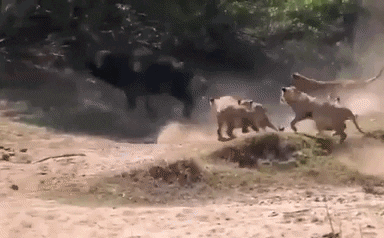 Video: Trâu rừng kịch chiến nảy lửa với 10 con sư tử và cái kết bất ngờ