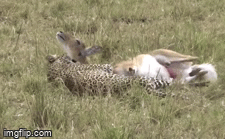 Video: Mải mê kiếm ăn, linh dương Reedbuck bị báo mai hoa đoạt mạng trong vòng