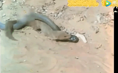 Video: Liều lĩnh đối đầu với 