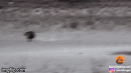 Video: Đi lạc vào lãnh thổ của sư tử, linh cẩu mất mạng vì nhát cắn uy lực