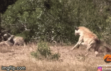 Video: Linh dương thoát 