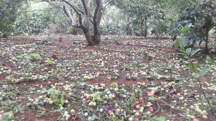 Nhà vườn Sơn La khóc ròng vì xoài mận rụng trắng vườn