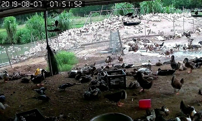 Bắt đàn vịt gần 5.000 con để trừ nợ tiền cám, bà chủ đại lý bị khởi tố