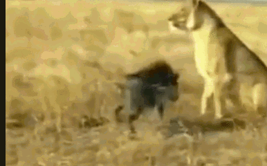 Video: Lợn rừng nổi máu liều liên tiếp phản đòn khiến sư tử bỏ chạy trối chết