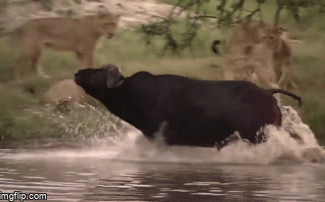 Video: Voi anh hùng đánh đuổi 10 con sư tử, giải cứu trâu rừng ngoạn mục