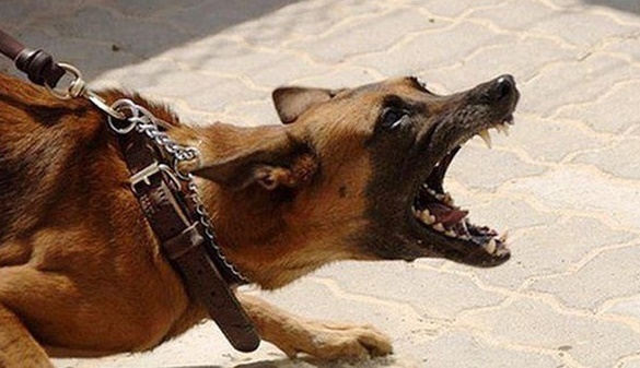 Tin tức thời sự mới nóng nhất hôm nay 30/4/2020: Bé trai 7 tuổi tử vong nghi do bị chó dại cắn