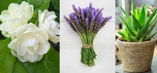 Muốn ngủ ngon giấc hãy đặt 3 loại cây này trong phòng ngủ