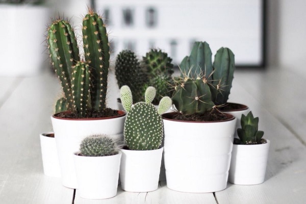 4 vị trí tuyệt đối đừng đặt cây xương rồng nếu không muốn vận xui kéo nhau đến