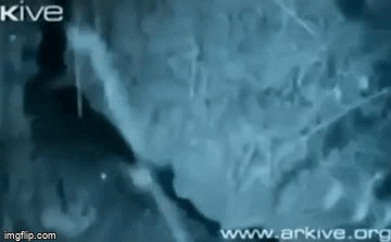 Video: Vừa đi ăn về, báo hoa mai ngậm ngùi nhường miếng mồi ngon cho kẻ thù không ngờ tới