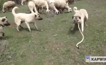 Video: Dám xâm phạm