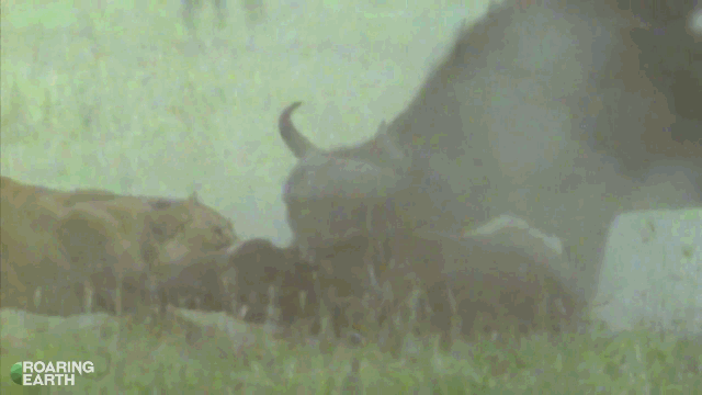 Video: Trâu rừng điên cuồng húc văng kẻ săn mồi lên không trung giải cứu con non