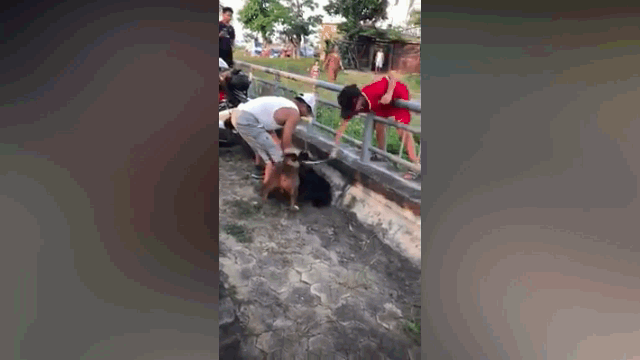 Video: Kinh sợ cảnh chó Pitbull lao vào cắn chết dê ngay trên phố ở Nghệ An