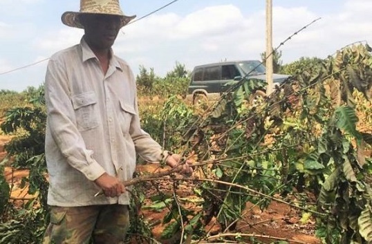 Xử lý vụ gần 2.000 cây cà phê sắp thu hoạch ở Gia Lai bị chặt hạ trong đêm