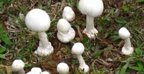 Quảng Ngãi: 3 người trong gia đình ngộ độc nấm đã tử vong