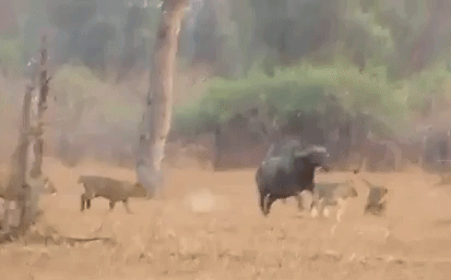 Video: Trâu rừng dũng mãnh một mình