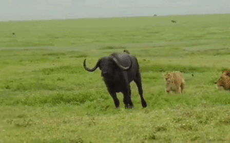 Video: Sư tử đực chồm lên lưng trâu rừng 800kg, tung đòn hiểm giết chết con mồi