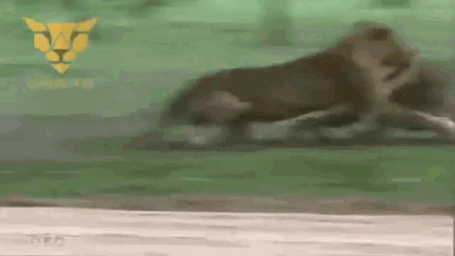 Video: Cuộc chiến kinh hoàng giữa sư tử và loài mãnh thú uy lực bậc nhất châu Phi