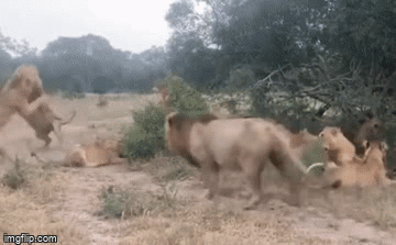 Video: Sư tử đực nếm mùi đau khổ vì bị đuổi ra khỏi đàn, đâu là lý do?