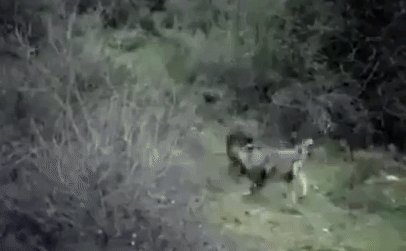 Video: Bị bầy sói háu đói tấn công ồ ạt từ 4 phía, lợn rừng chết thảm