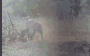 Video: Bị sư tử cắn trúng đầu, lợn rừng phản đòn quật ngã kẻ thù và cái kết