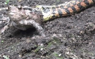 Video: Rơi vào tay tử thần, cóc chiến đấu kiên cường khiến rắn sọc khốn đốn