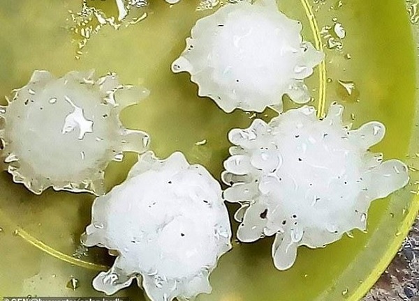 Tin tức đời sống mới nhất ngày 21/5/2020: Mặc áo tắm bên trong đồ bảo hộ ngừa Covid- 19 xuyên thấu, nữ y tá Nga bị kỷ luật