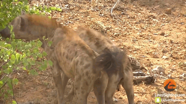 Video: Linh cẩu háu đói lao vào cắn xé, kéo lê báo hoa mai trên mặt đất