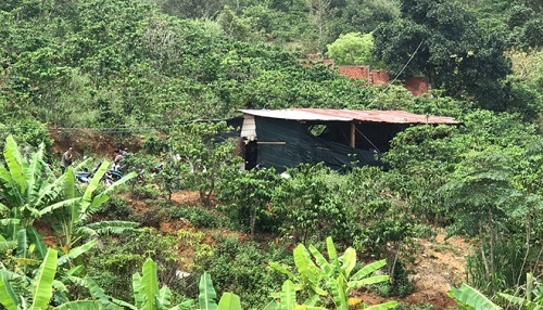 Lâm Đồng: Triệt phá tụ điểm đá gà trên rẫy cà phê