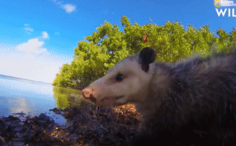 Video: Đột nhập lãnh địa của 