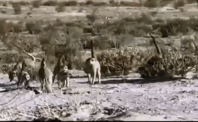 Video: Rắn hổ mang cực độc chui tọt vào hang ổ bầy cầy Meerkat, kết cục ra sao?