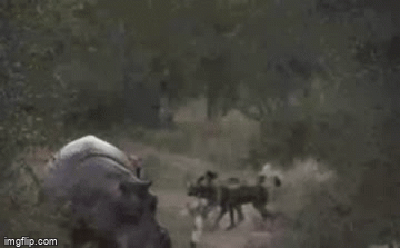 Video: Linh dương non bị chó hoang tập kích bất ngờ dưới sông nhưng hành động của hà mã mới gây sốc