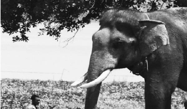 AHLLVTND 81 tuổi từ chối nhận tiền hỗ trợ Covid-19: Mình nghèo còn có nhiều người nghèo hơn mình