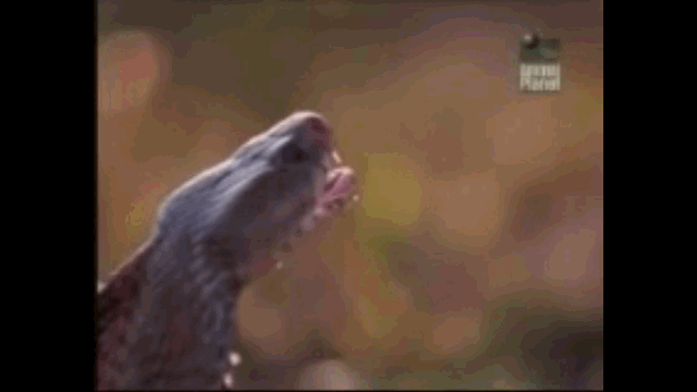 Video: Bị hổ mang phun nọc độc vào mặt, sư tử gầm thét bỏ chạy trối chết