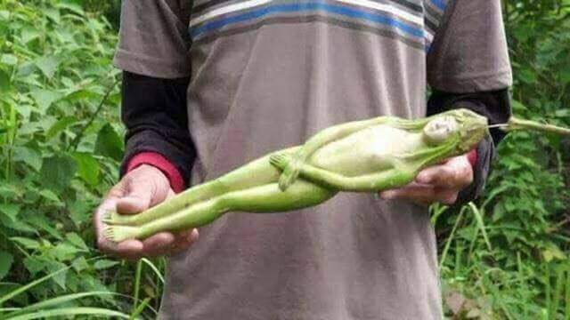 Sự thật đằng sau bức ảnh loài cây có quả giống hệt thiếu nữ khỏa thân 