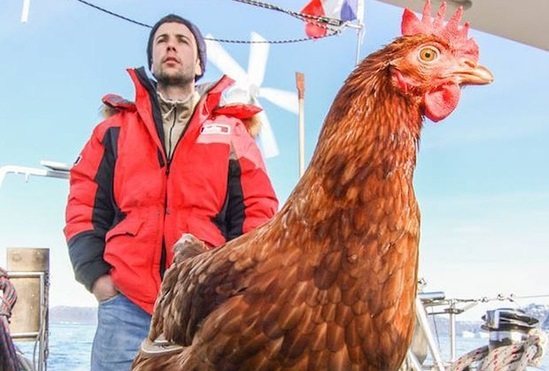 Chàng trai cùng gà mái du lịch khắp 5 châu, minh chứng