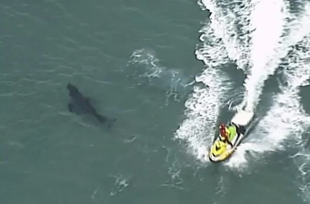 Bị cá mập trắng khổng lồ tấn công, người đàn ông 60 tuổi tử vong thương tâm