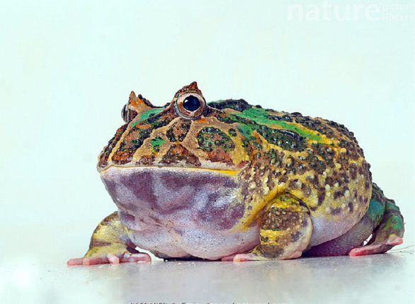 Bất ngờ phát hiện xương hóa thạch loài ếch thời tiền sử cách đây 2 triệu năm