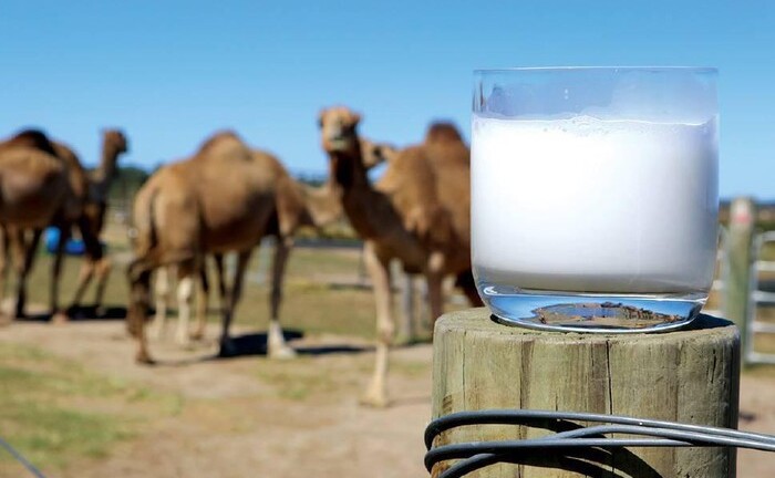 Thứ được ví như 