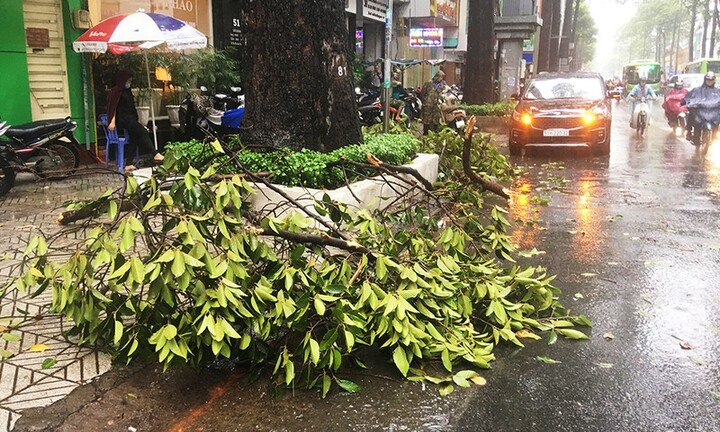 TP.HCM: Nhánh cây to gãy đè bị thương 2 người đi xe máy