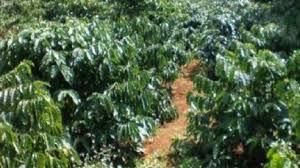 Vụ thi thể phụ nữ đang phân hủy trong tư thế treo cổ ở rẫy cà phê: Hé lộ danh tính