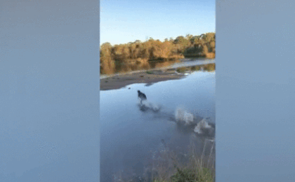 Video: Không thể rời mắt trước cảnh chú chó