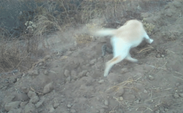 Video: Lang thang giữa đường gặp ngay kẻ thù, rắn đuôi chuông liệu có sống sót?